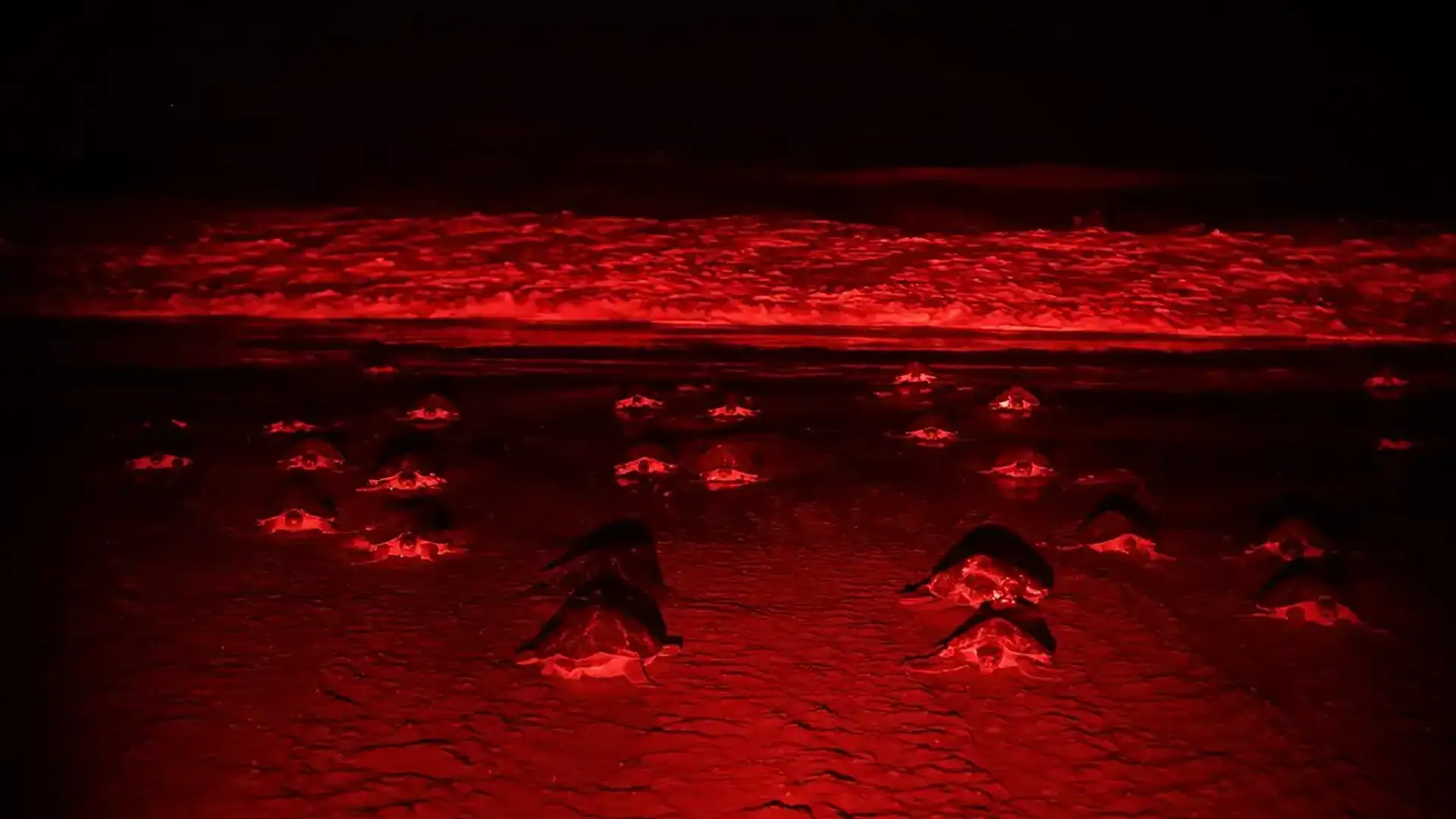 Olive ridley sea turtles nesting on Corozalito beach, Guanacaste, Costa Rica