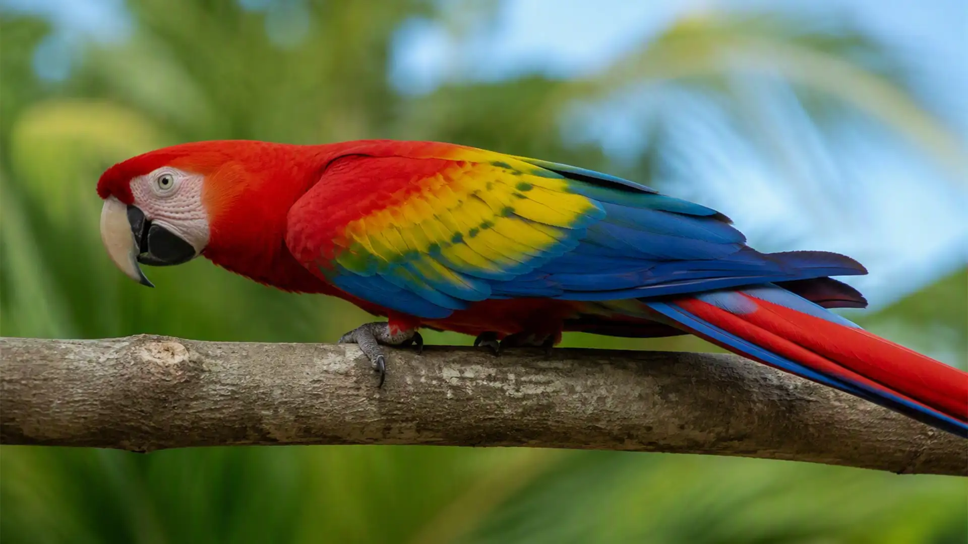 Scarlet macaw perched on a branch in the tropical forest of Guanacaste, Costa Rica