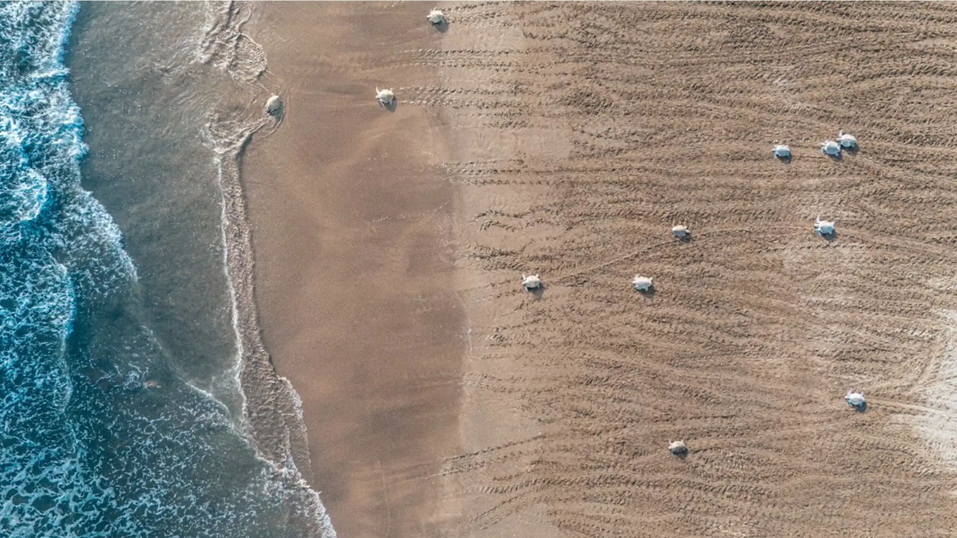 Aerial view of olive ridley sea turtles crossing Corozalito beach during the arribada nesting event, Guanacaste, Costa Rica