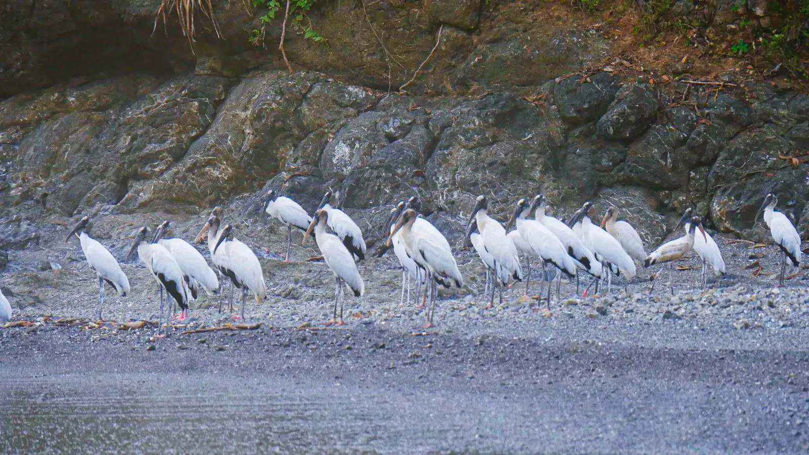 corozalito pajaros